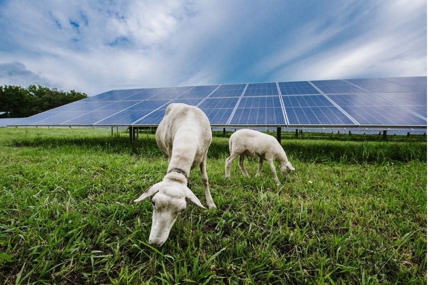 Iberdrola busca soluções que integrem energia solar e atividades rurais
