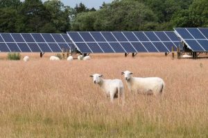 Energia solar no agronegócio impulsiona a transição energética