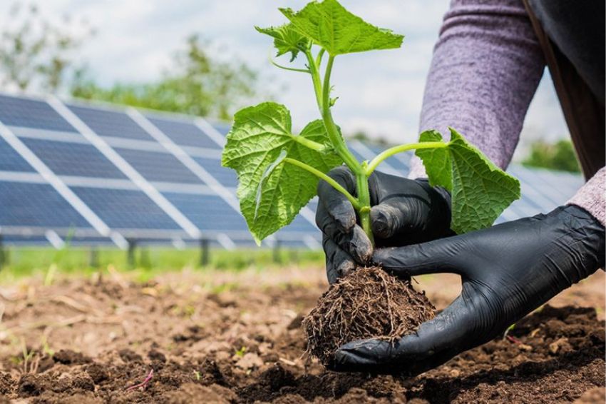 Dia Mundial do Meio Ambiente e a importância da energia solar