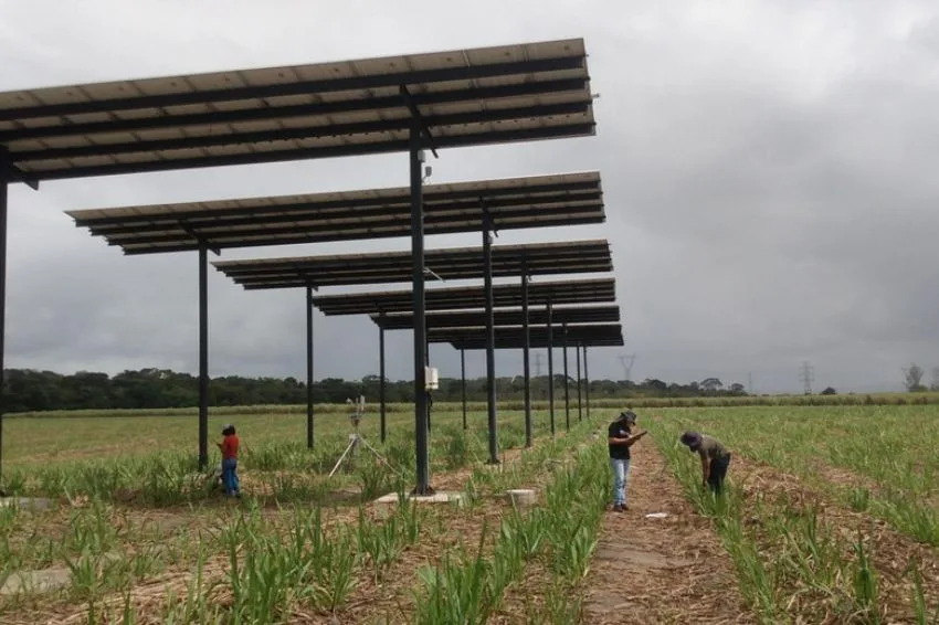 UFAL desenvolve estudo com sistemas agrivoltaicos