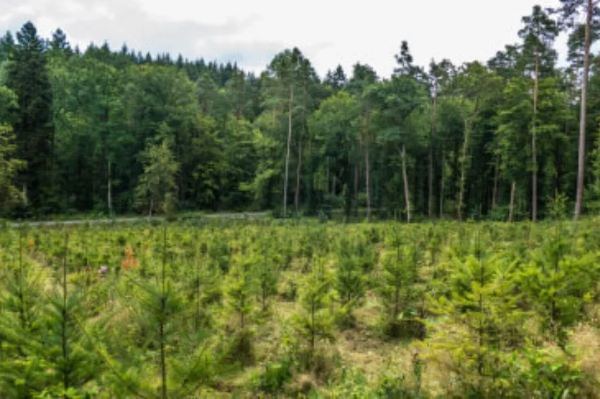 Neoenergia anuncia joint venture para geração de créditos de carbono